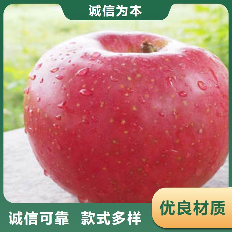 紅富士蘋果蘋果種植基地貨源報價