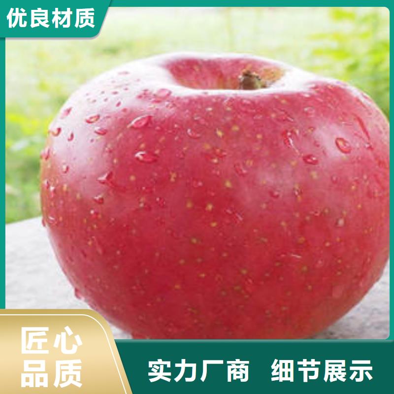 紅富士蘋果【嘎啦蘋果】認準大品牌廠家