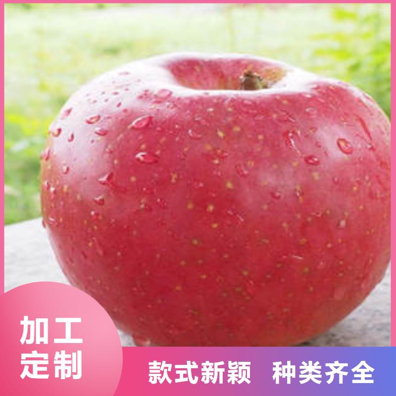 紅富士蘋果嘎啦蘋果廠家型號齊全