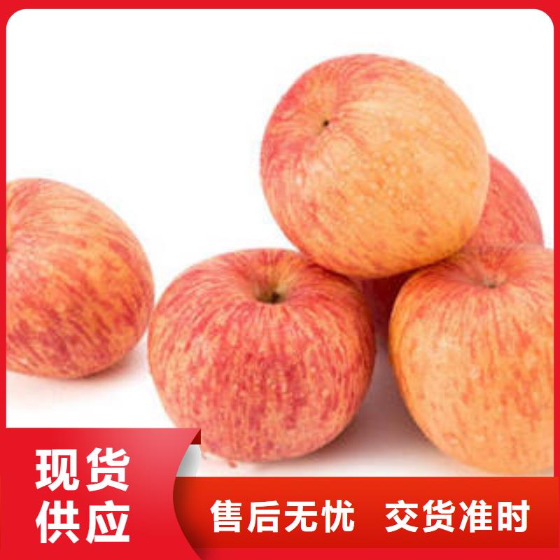 紅富士蘋果蘋果種植基地海量現貨