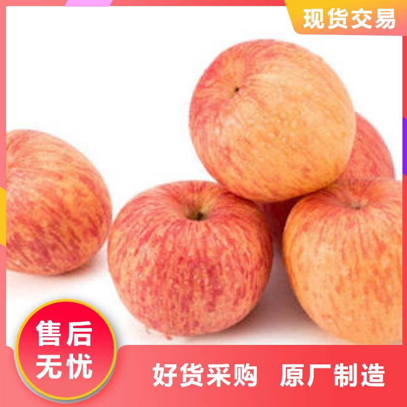 红富士苹果_苹果种植基地合作共赢