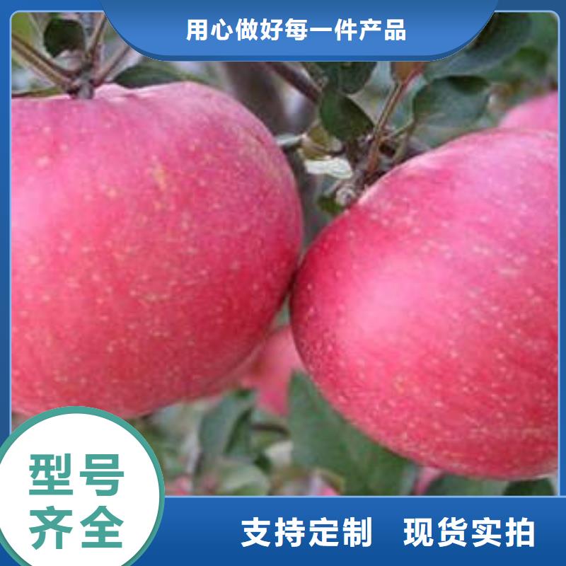 紅富士蘋果嘎啦果支持加工定制