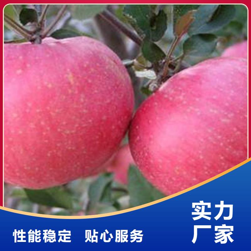 红富士苹果苹果批发现货快速采购