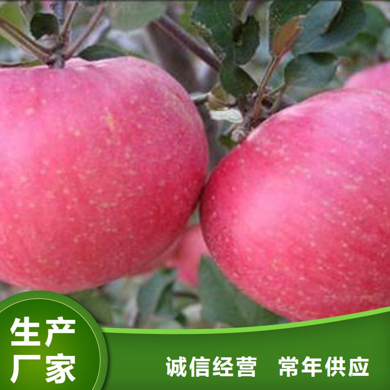 紅富士蘋果【嘎啦蘋果】您身邊的廠家