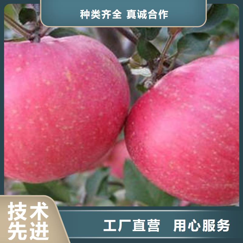 红富士苹果_苹果种植基地专业按需定制