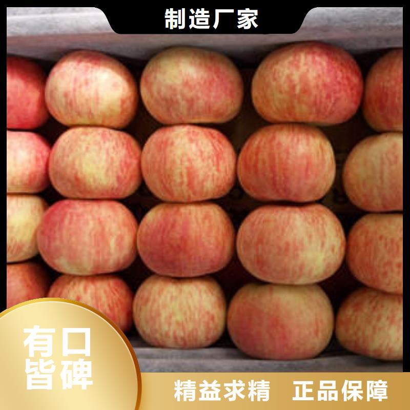 【紅富士蘋果_蘋果種植基地當(dāng)?shù)貜S家值得信賴】