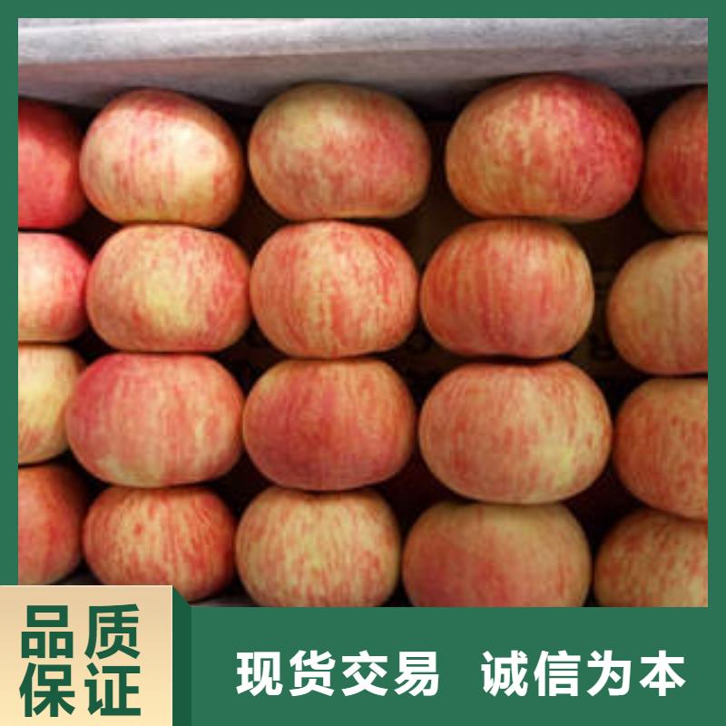 红富士苹果,嘎啦苹果品质有保障