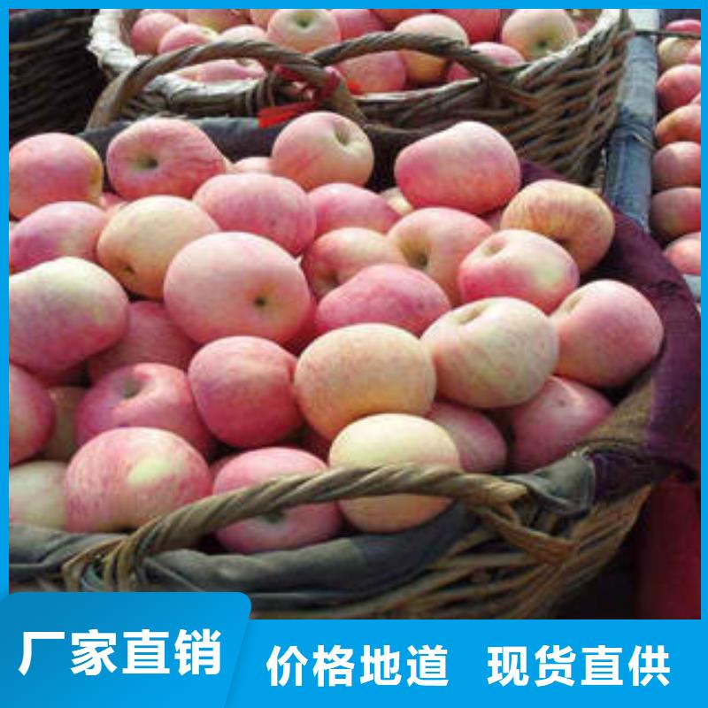 红富士苹果苹果批发现货交易