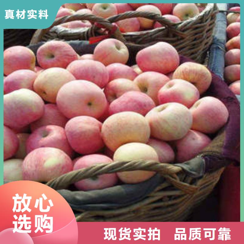 紅富士蘋果-蘋果高質量高信譽