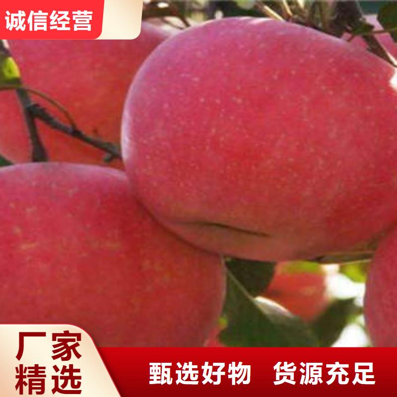 红富士苹果_苹果种植基地严格把控质量