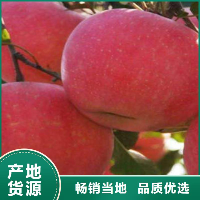 紅富士蘋果嘎啦蘋果廠家新品