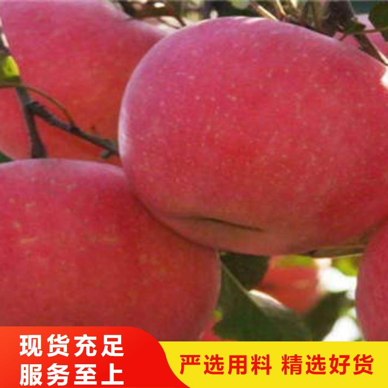 苹果批发视频-苹果批发|山西省长治市|黎城|武乡|晋中|阳泉|大同|晋城|太原|临汾