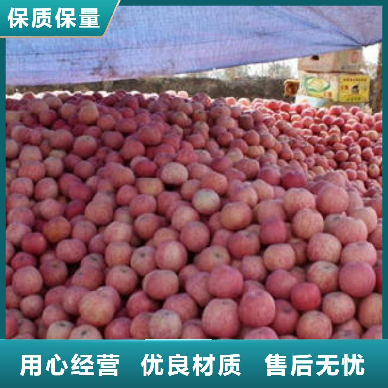紅富士蘋果蘋果種植基地海量現貨