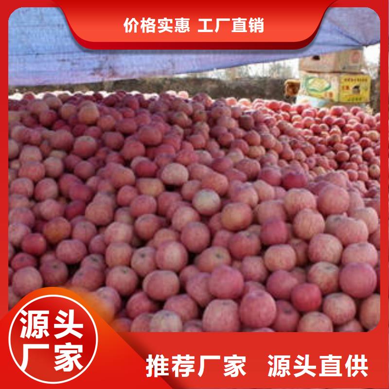 紅富士蘋果廠家十分靠譜