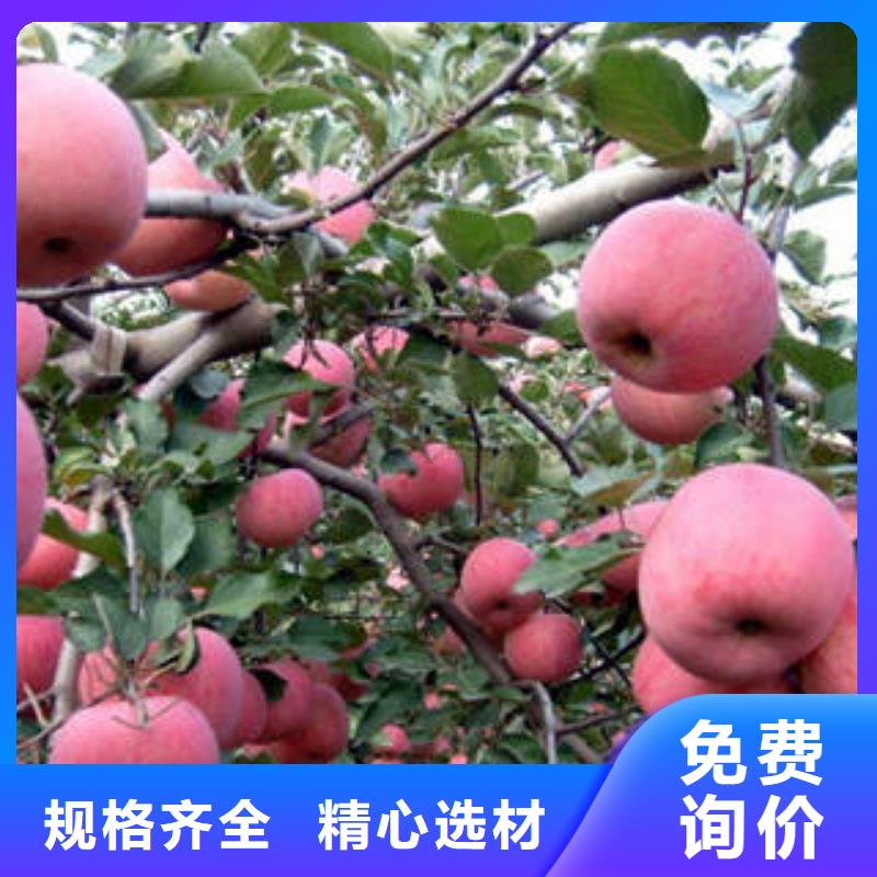 紅富士蘋果海量現貨