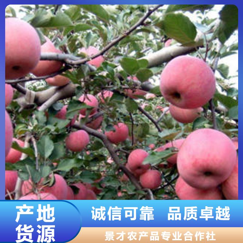 紅富士蘋果_蘋果種植基地專業按需定制