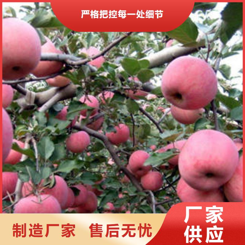 紅富士蘋果_蘋果種植基地嚴格把控質量