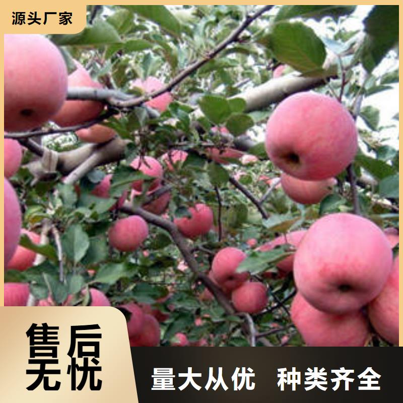 紅富士蘋果廠家直銷放心