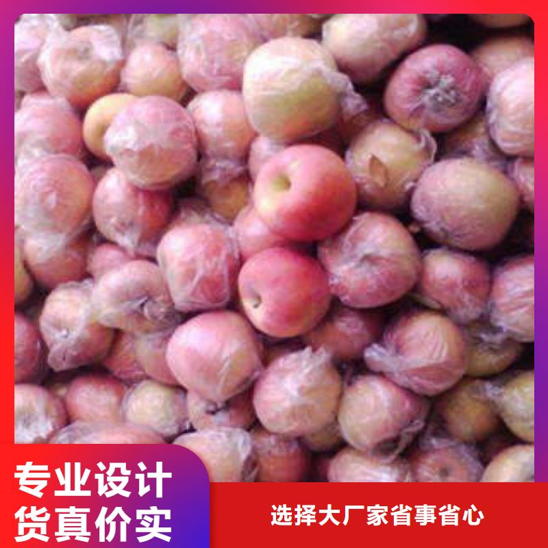 紅富士蘋果蘋果種植基地追求細節品質