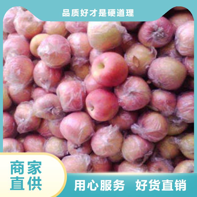 苹果批发视频-苹果批发-景才农产品专业社(长治市分公司)服务区域黎城|潞城|运城|太原|晋城|忻州|朔州|临汾|阳泉