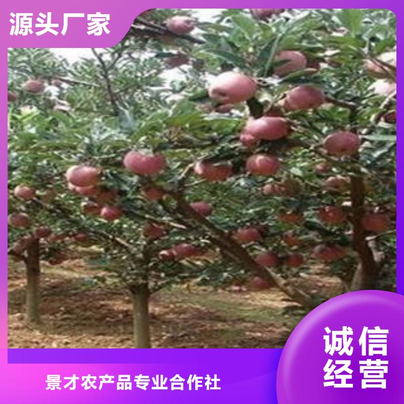 紅富士蘋果嚴格把控質量