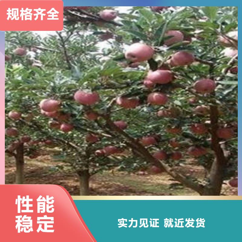 红富士苹果,嘎啦苹果品质有保障