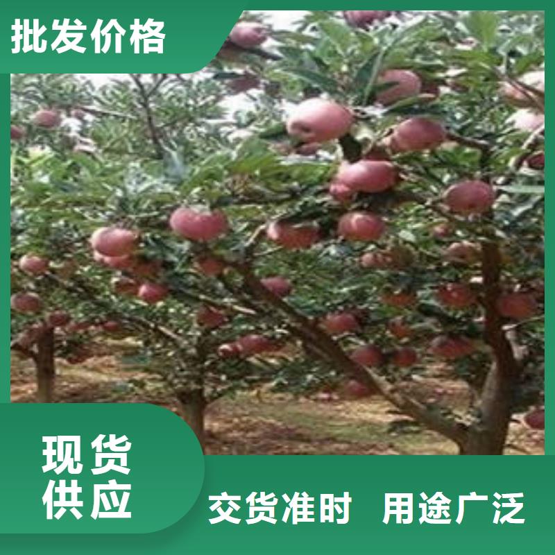 苹果批发视频-苹果批发|山西省长治市|黎城|武乡|晋中|阳泉|大同|晋城|太原|临汾