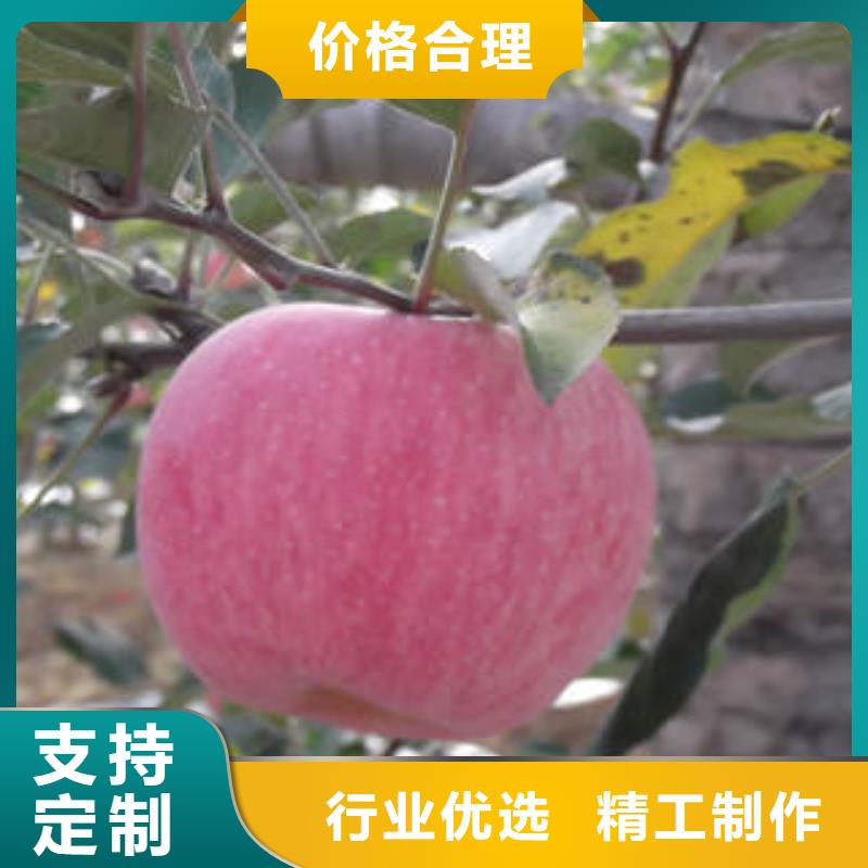 紅富士蘋果嘎啦蘋果廠家新品