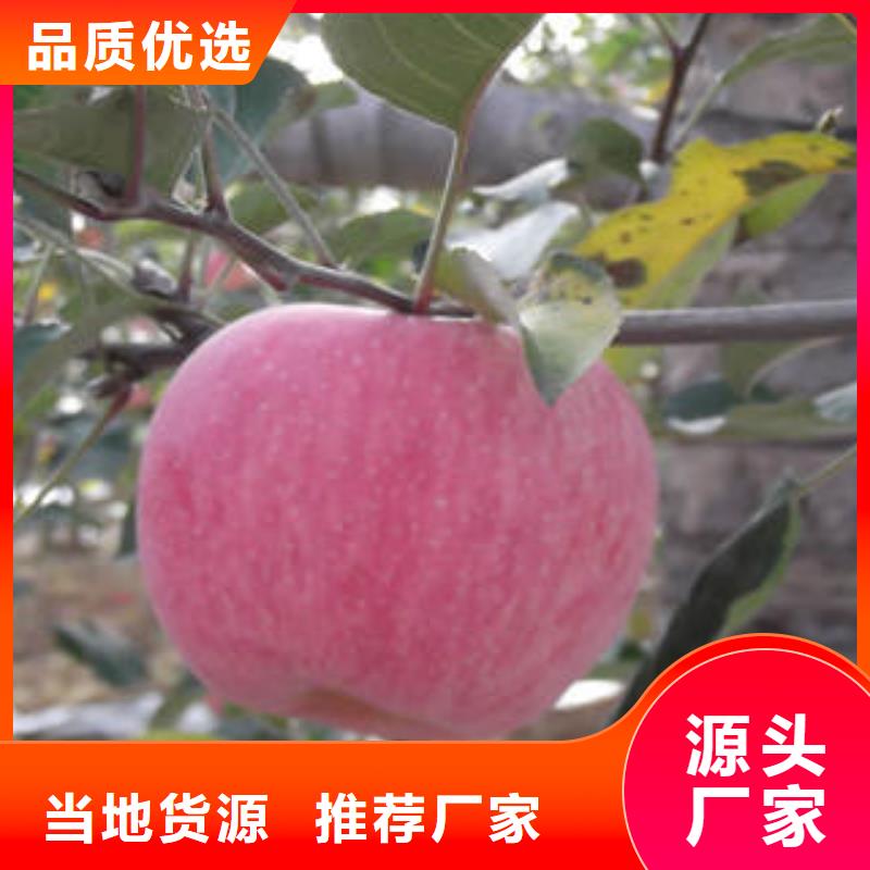 紅富士蘋果_嘎啦蘋果現(xiàn)貨充足