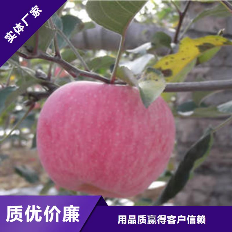 红富士苹果-嘎啦苹果使用方法