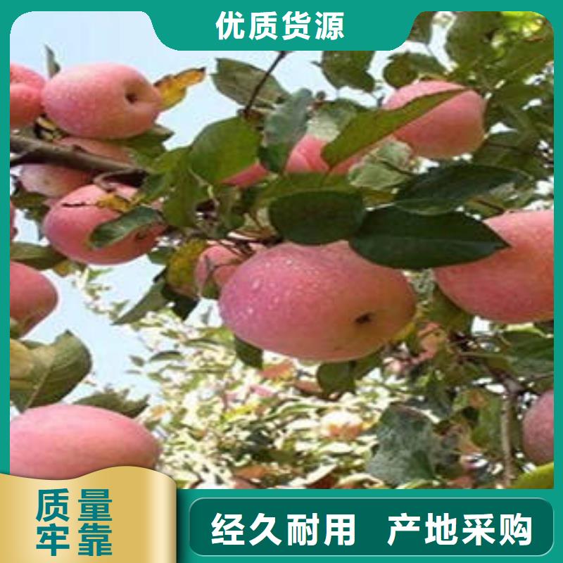 苹果批发视频-四川省巴中市景才苹果批发可服务区域平昌|南江|绵阳|内江|攀枝花|凉山|成都等