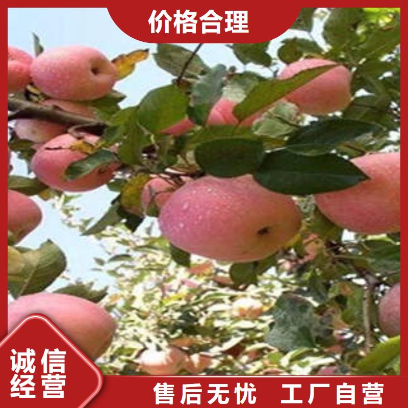紅富士蘋果,【蘋果種植基地】工藝成熟