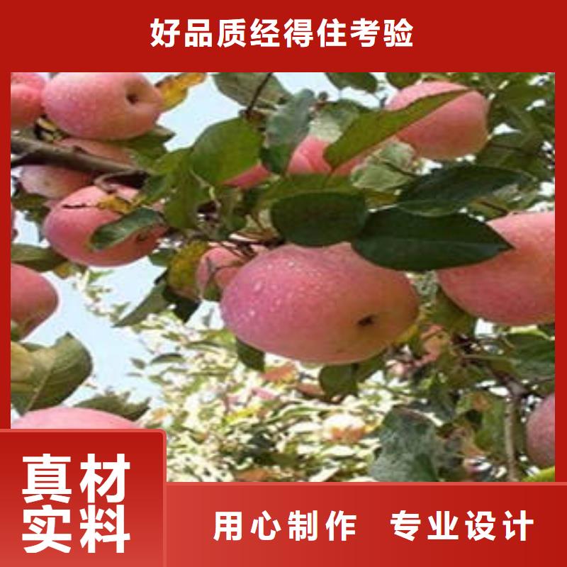 苹果批发视频-苹果批发|山西省长治市|黎城|武乡|晋中|阳泉|大同|晋城|太原|临汾
