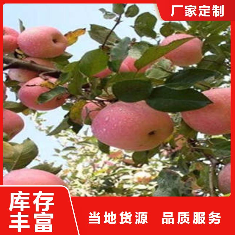 红富士苹果-嘎啦苹果使用方法