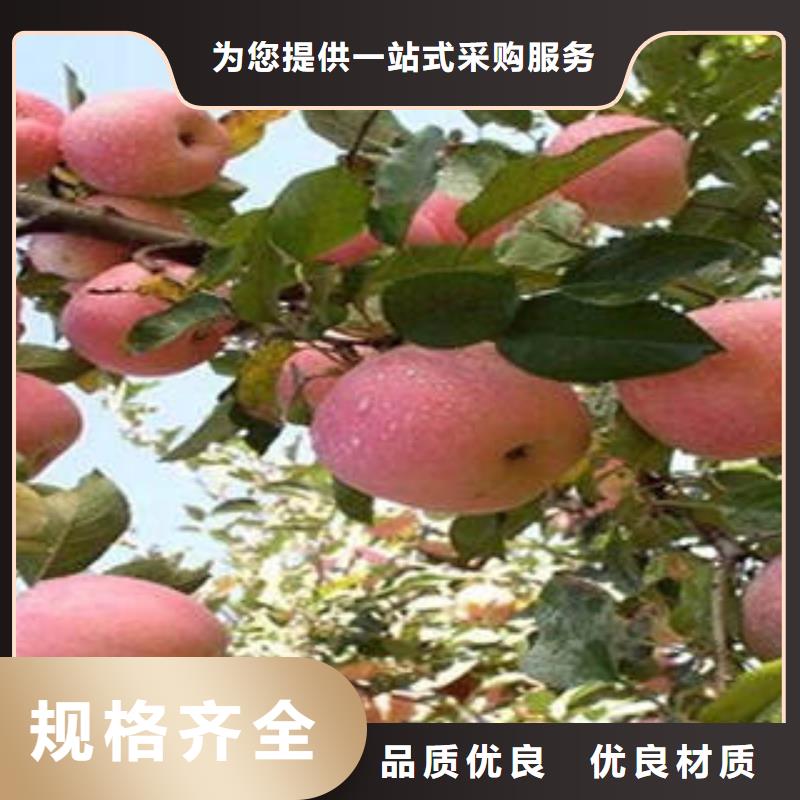 紅富士蘋果嘎啦蘋果現貨批發