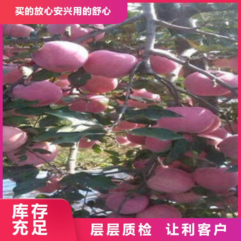 紅富士蘋果嘎啦蘋果現貨批發