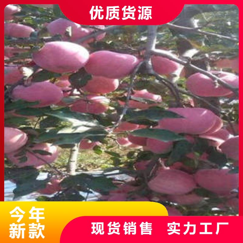 紅富士蘋果嘎啦蘋果支持定制加工