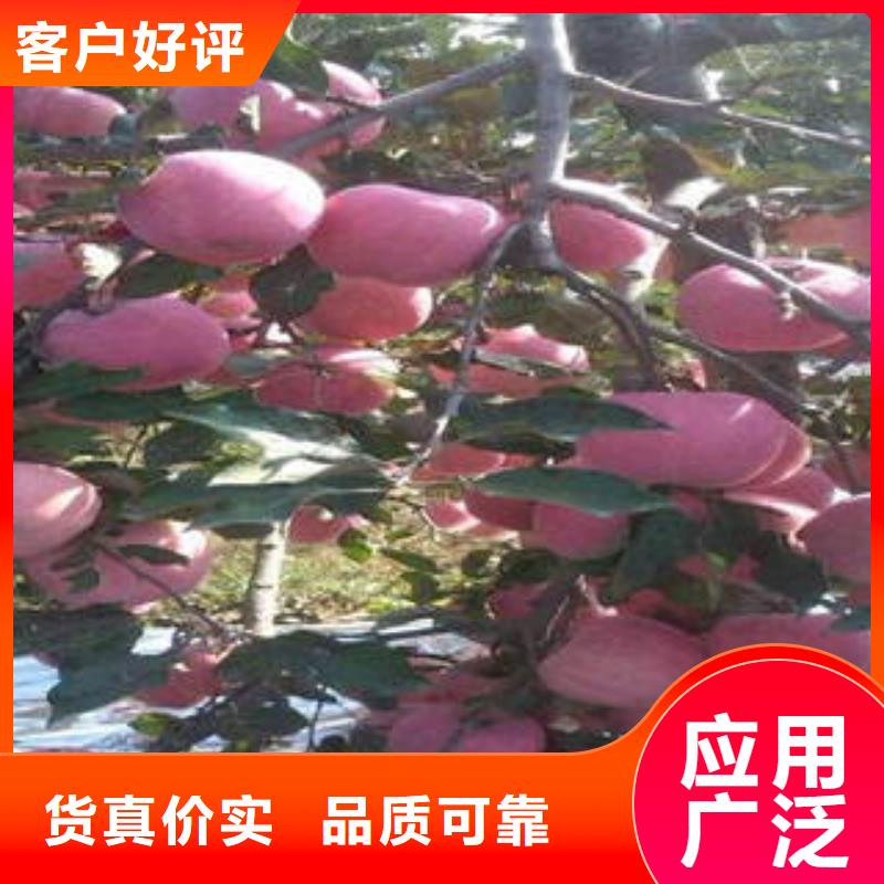 紅富士蘋果嘎啦蘋果廠家型號齊全
