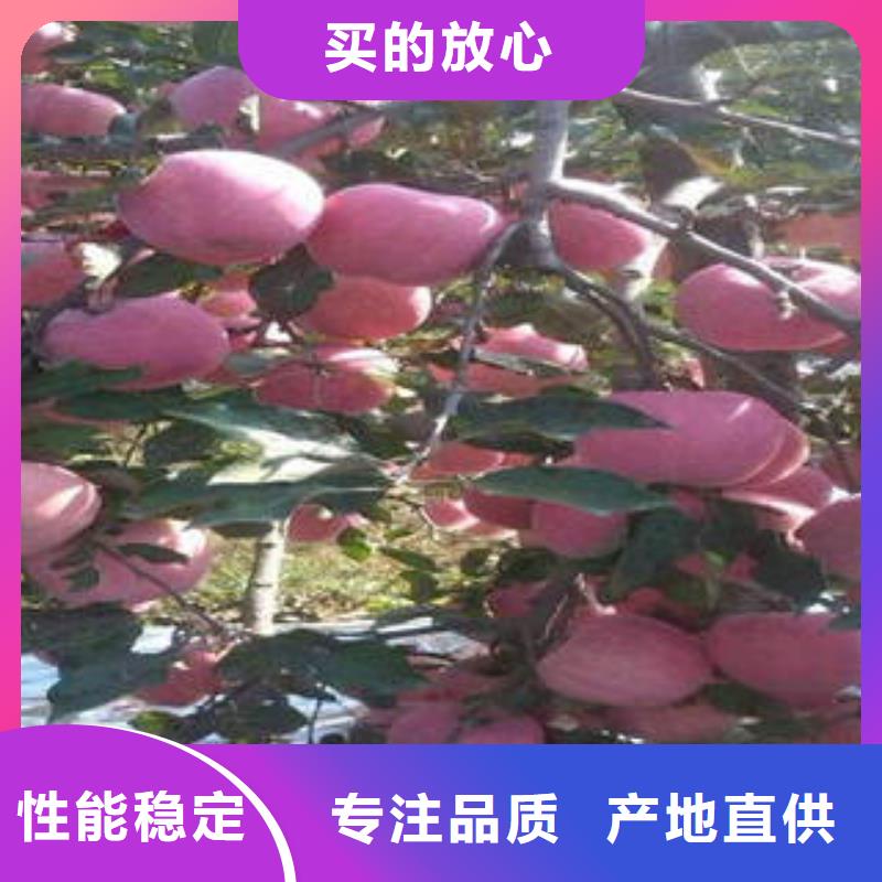 紅富士蘋果蘋果批發廠家直銷規格多樣