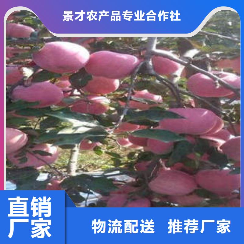 紅富士蘋果_紅富士蘋果產(chǎn)地優(yōu)選廠家