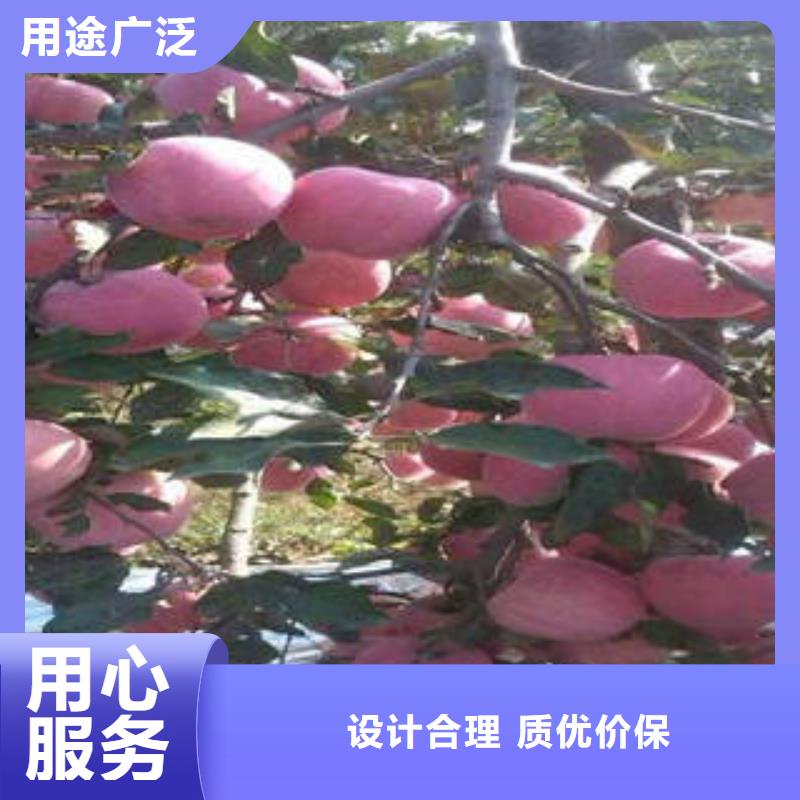 【红富士苹果苹果种植基地源厂直接供货】