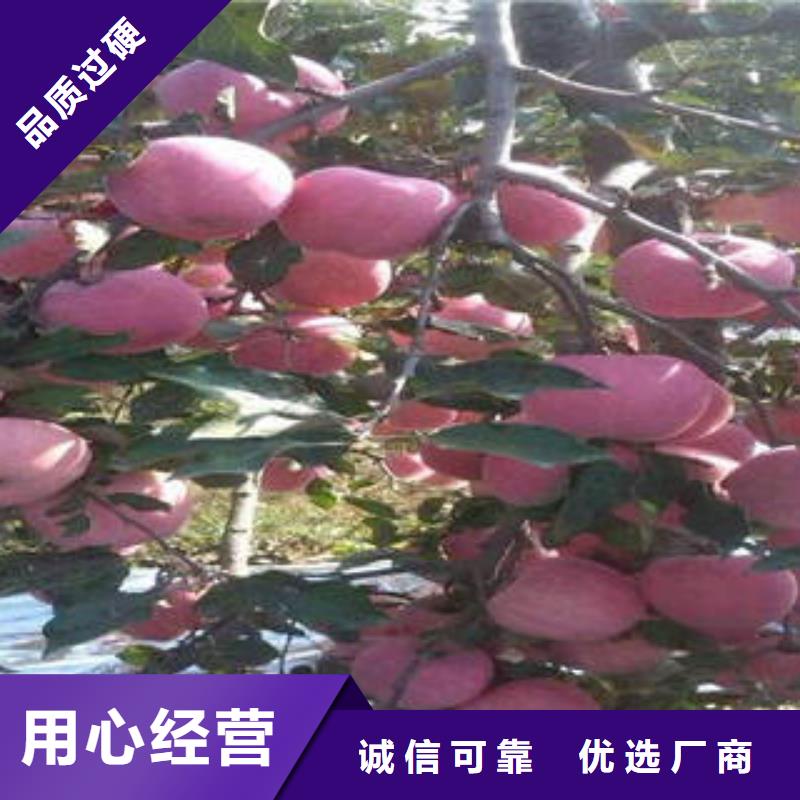 紅富士蘋果廠家直銷放心