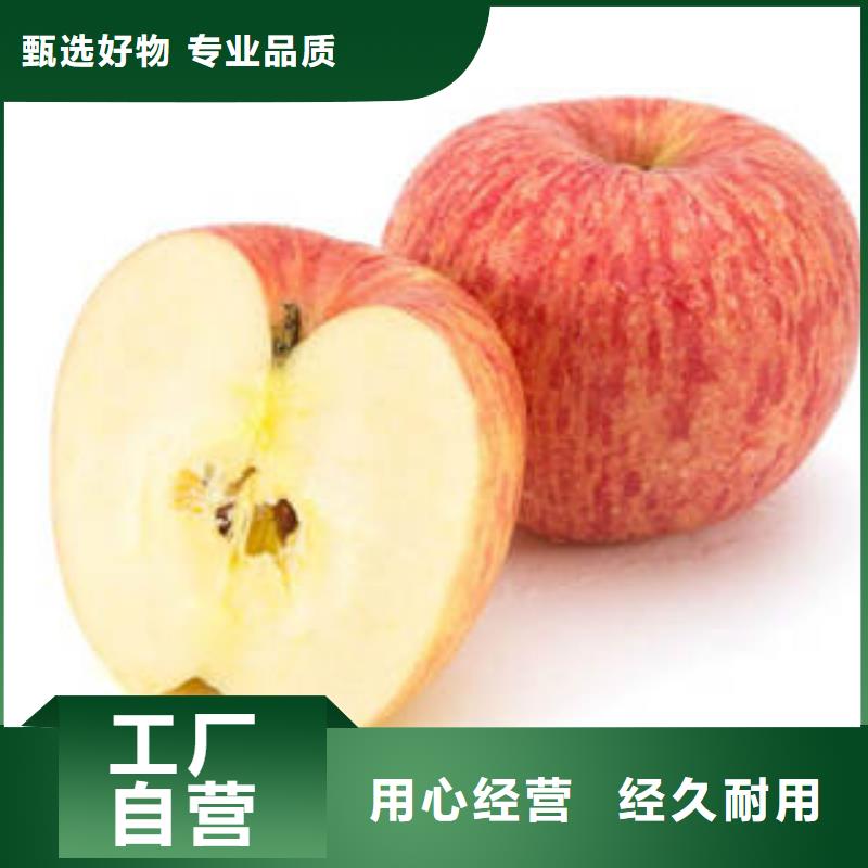 红富士苹果_苹果种植基地欢迎来厂考察