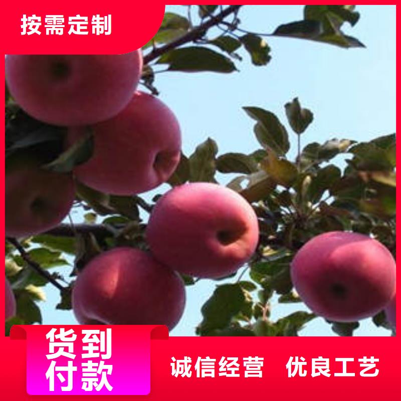 苹果批发视频-金平|南澳|韶关|揭阳|湛江|东莞|云浮|茂名景才苹果批发_ 景才农产品专业社(汕头市分公司)