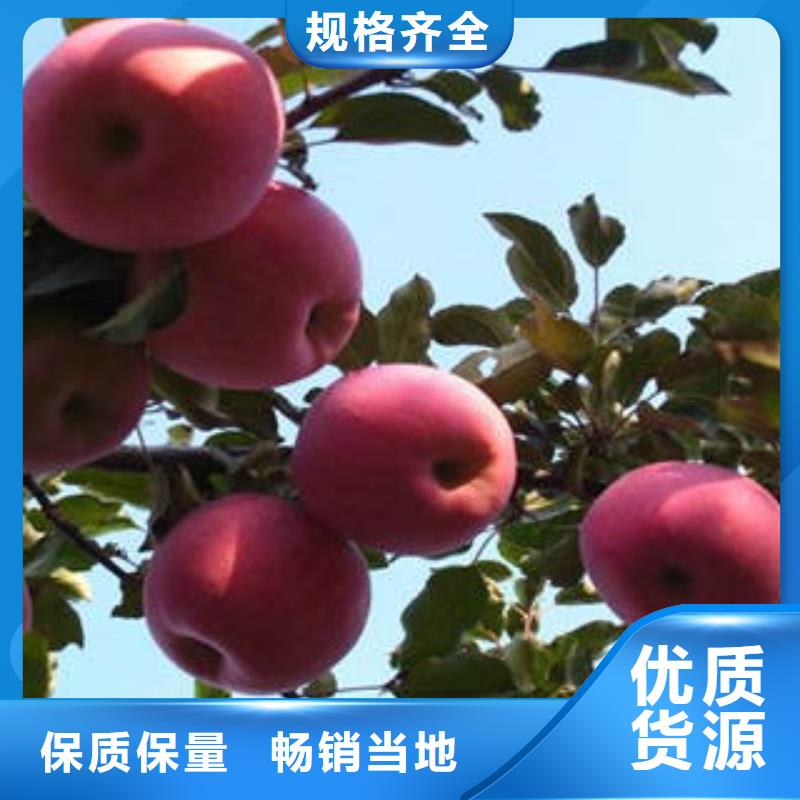 紅富士蘋果嘎啦果支持加工定制