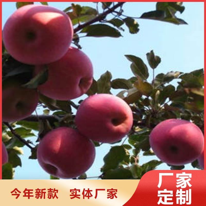 红富士苹果苹果批发现货快速采购