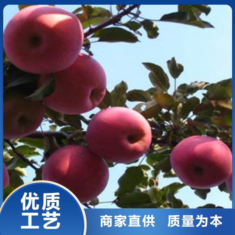 红富士苹果-嘎啦苹果使用方法
