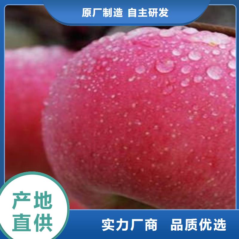 紅富士蘋果嘎啦蘋果現貨批發