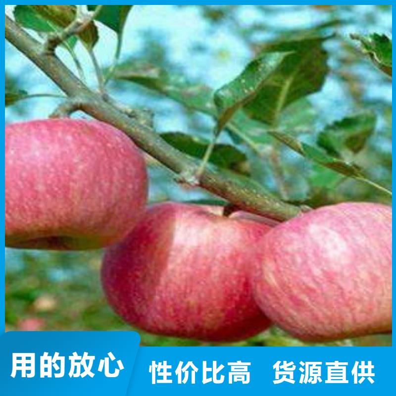 苹果批发视频-苹果批发-景才农产品专业社(长治市分公司)服务区域黎城|潞城|运城|太原|晋城|忻州|朔州|临汾|阳泉