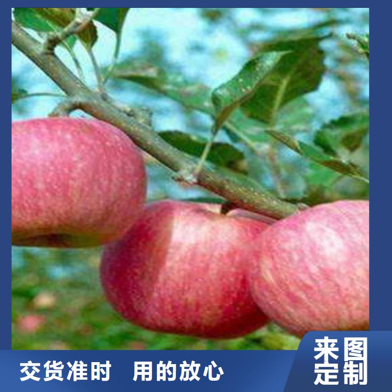红富士苹果,苹果种植基地生产安装